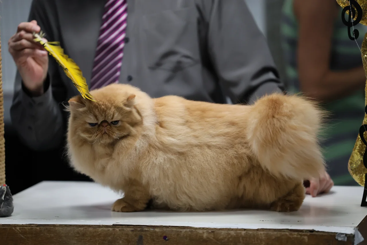 A long-haired orange cat on a judging table beside a feather toy
