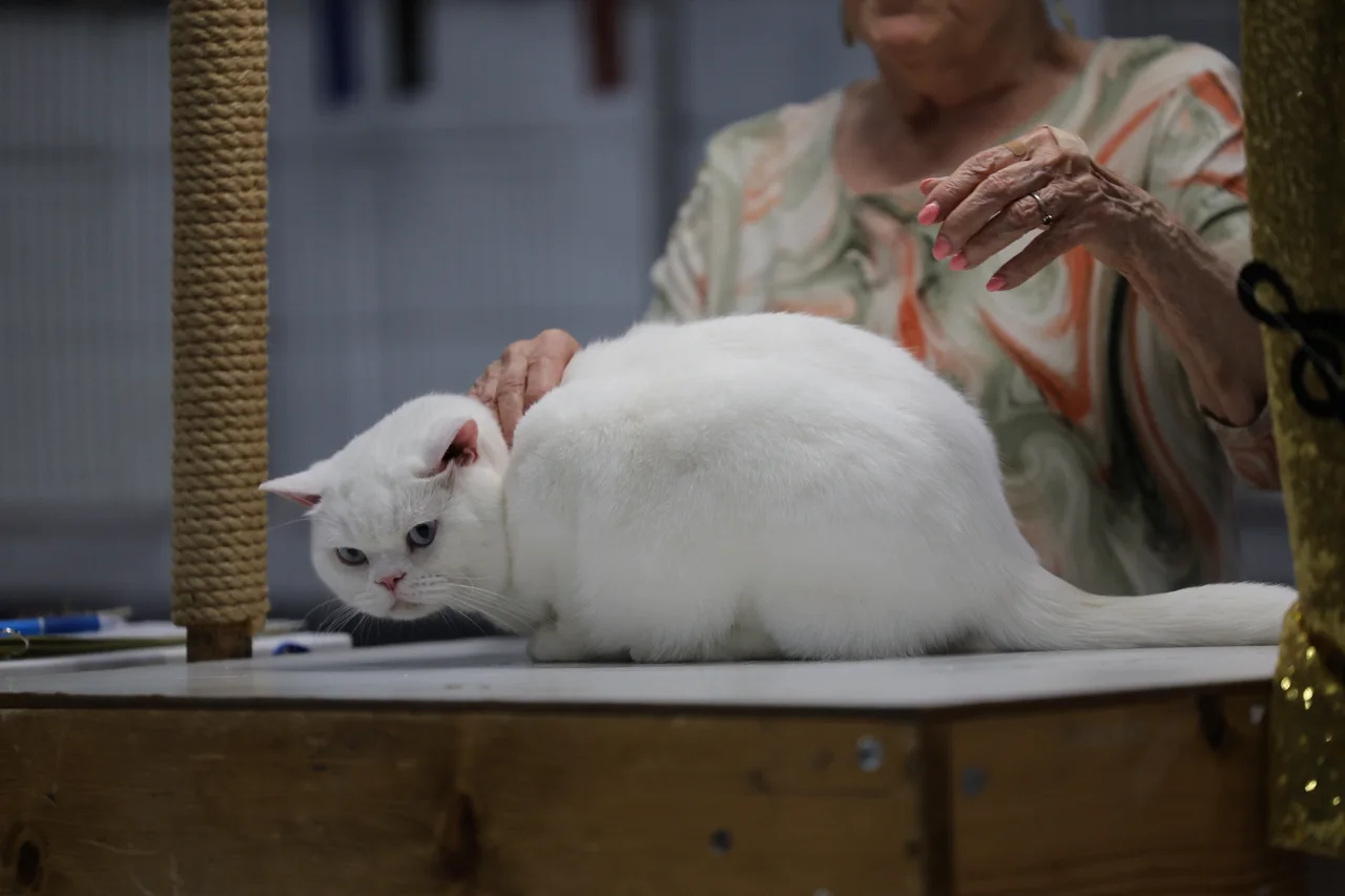 A white cat crouching on a judging table beside a scratching post