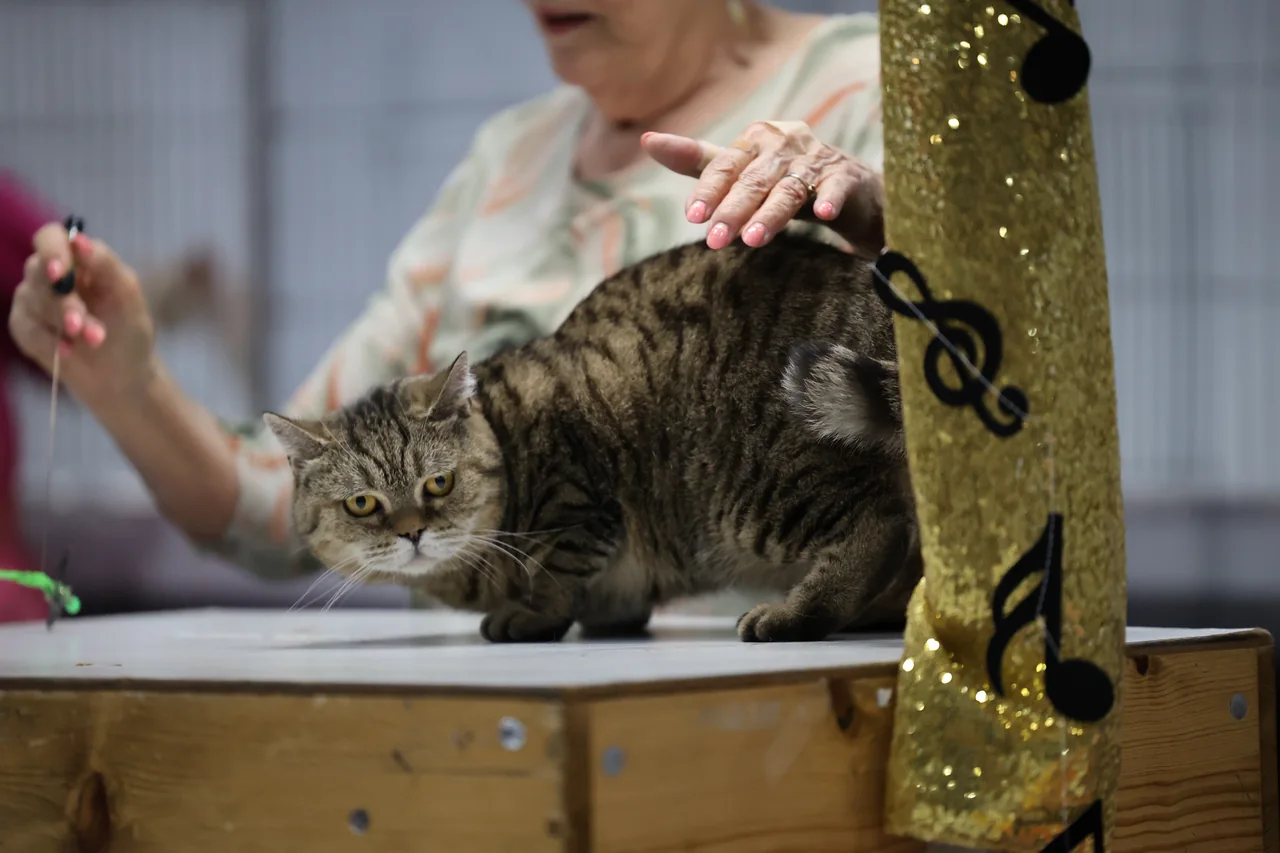 A tabby cat crouching beside a scratching post under a judge's hand
