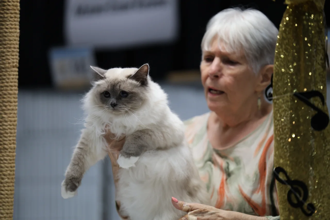 A judge holding a fluffy colorpoint cat above the table