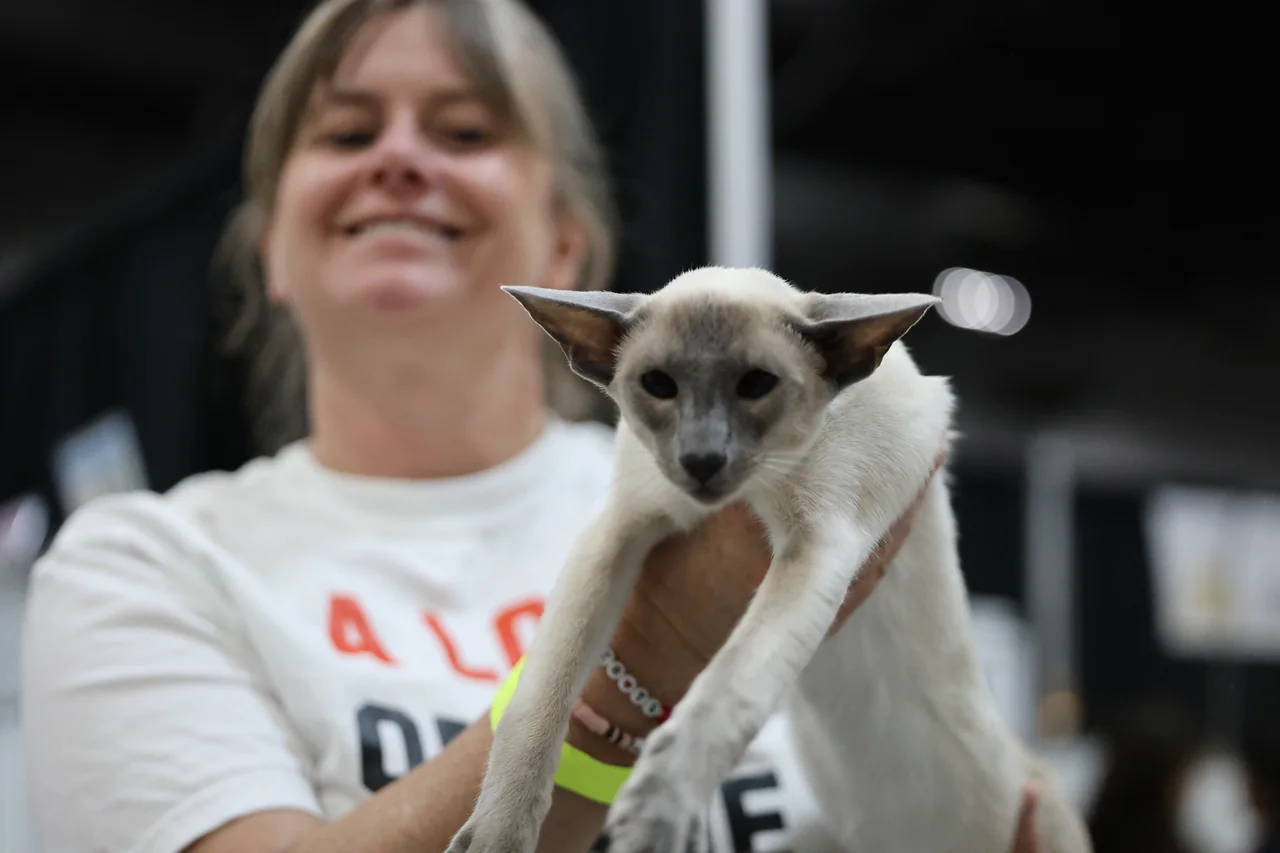 A colorpoint cat held out toward the camera with its smiling handler behind it