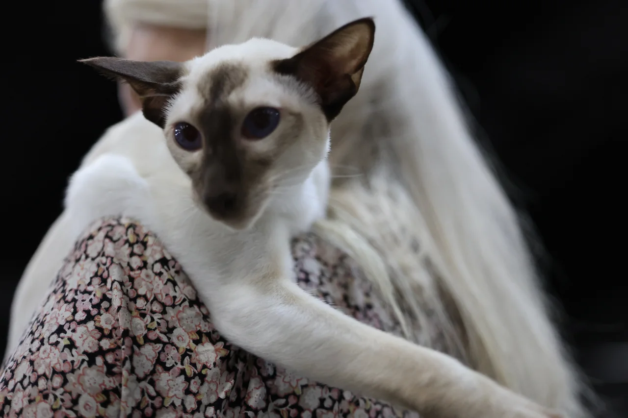 A colorpoint cat resting on an exhibitor's shoulder