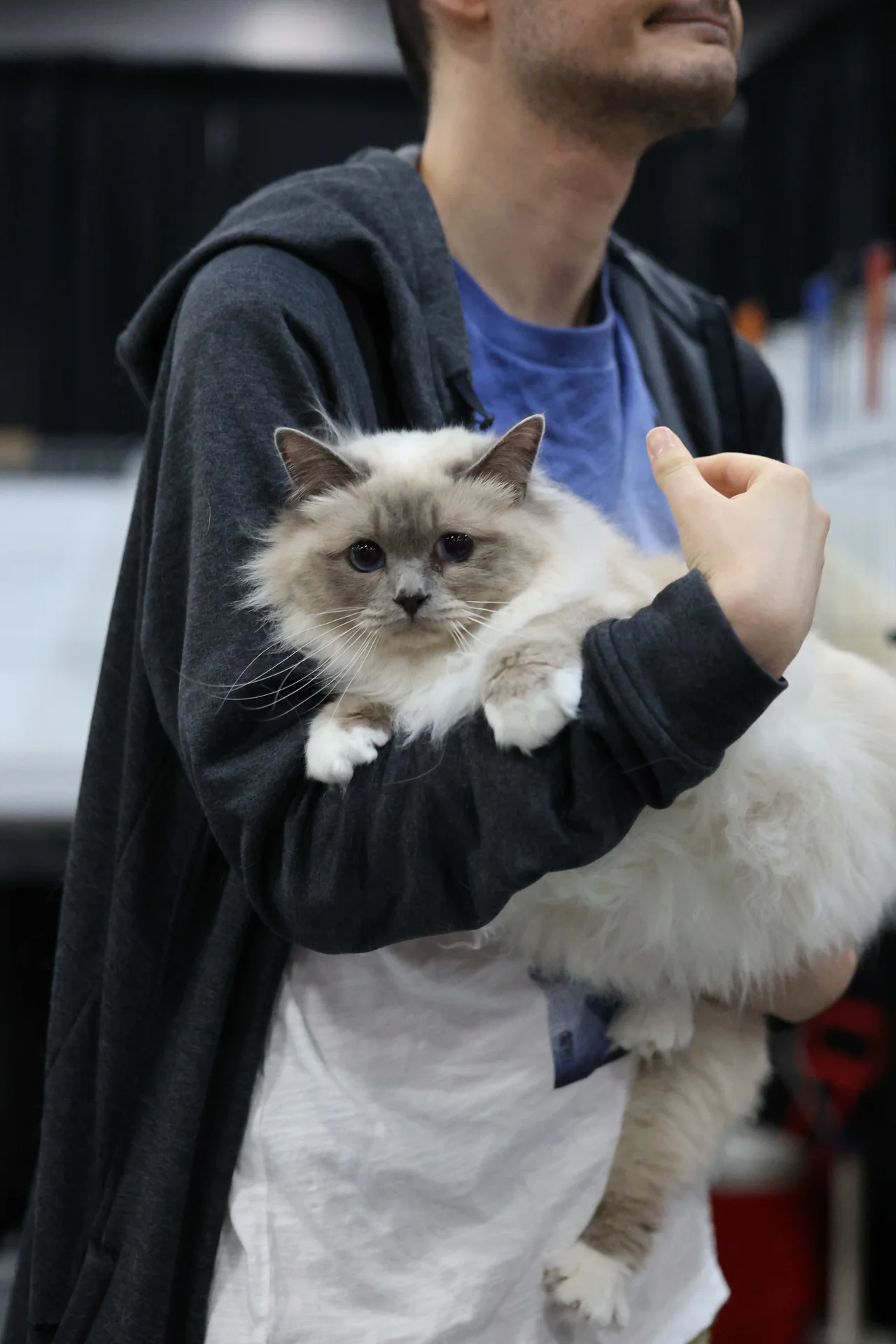 A person holding a long-haired cat close against a dark jacket
