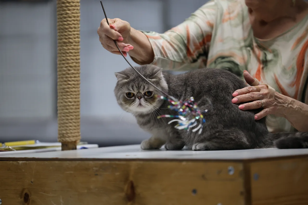 A gray flat-faced cat following a wand toy on a judging table