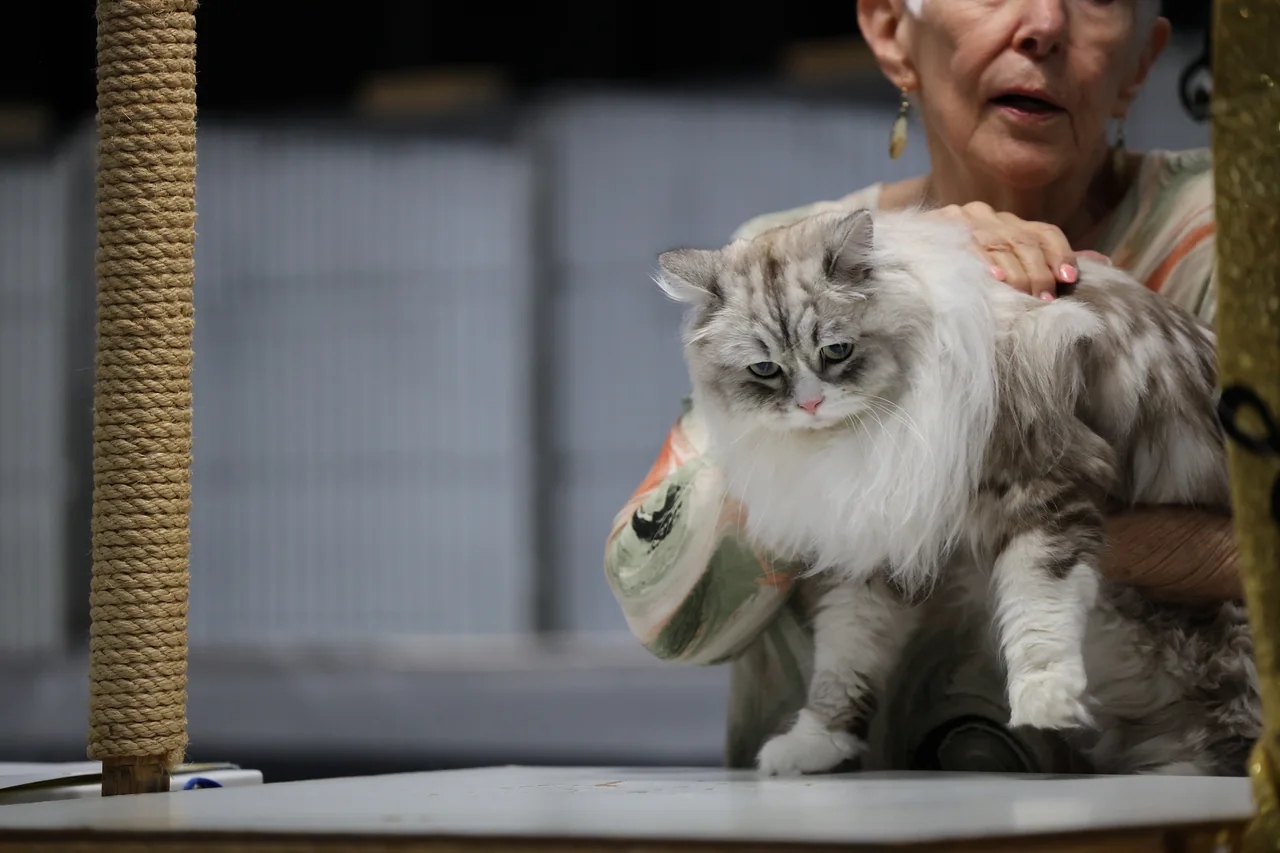 A judge examining a gray tabby cat on a judging table