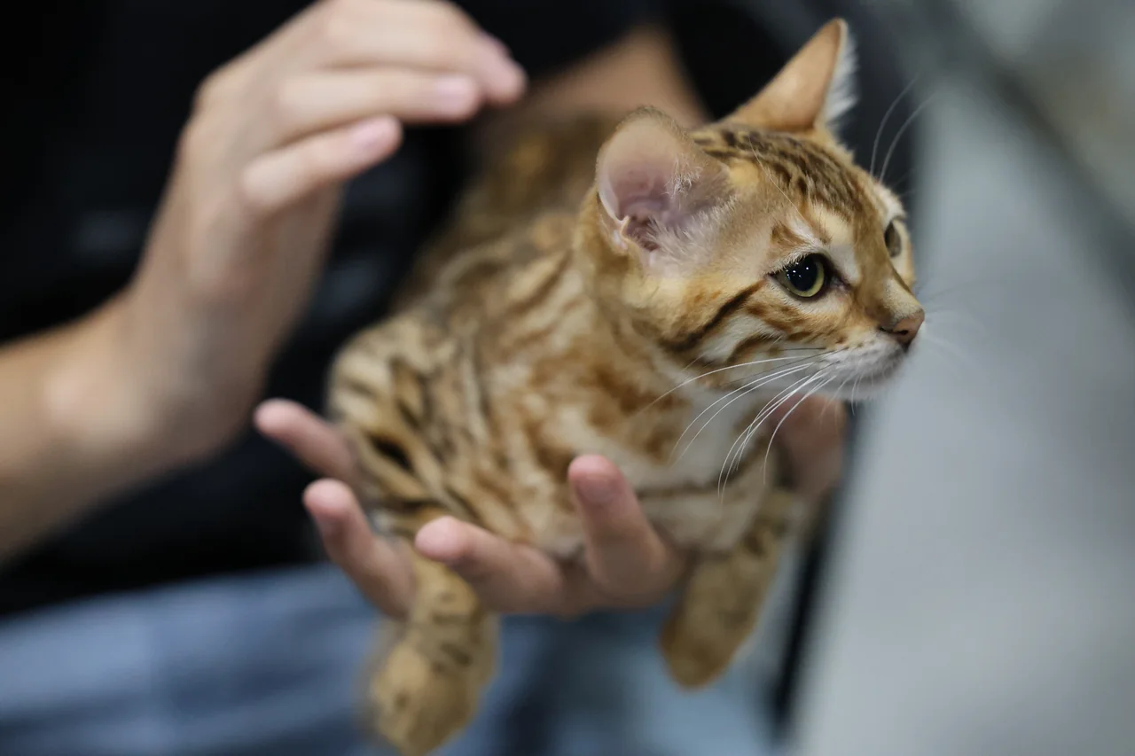 Close-up of a spotted kitten held gently in two hands