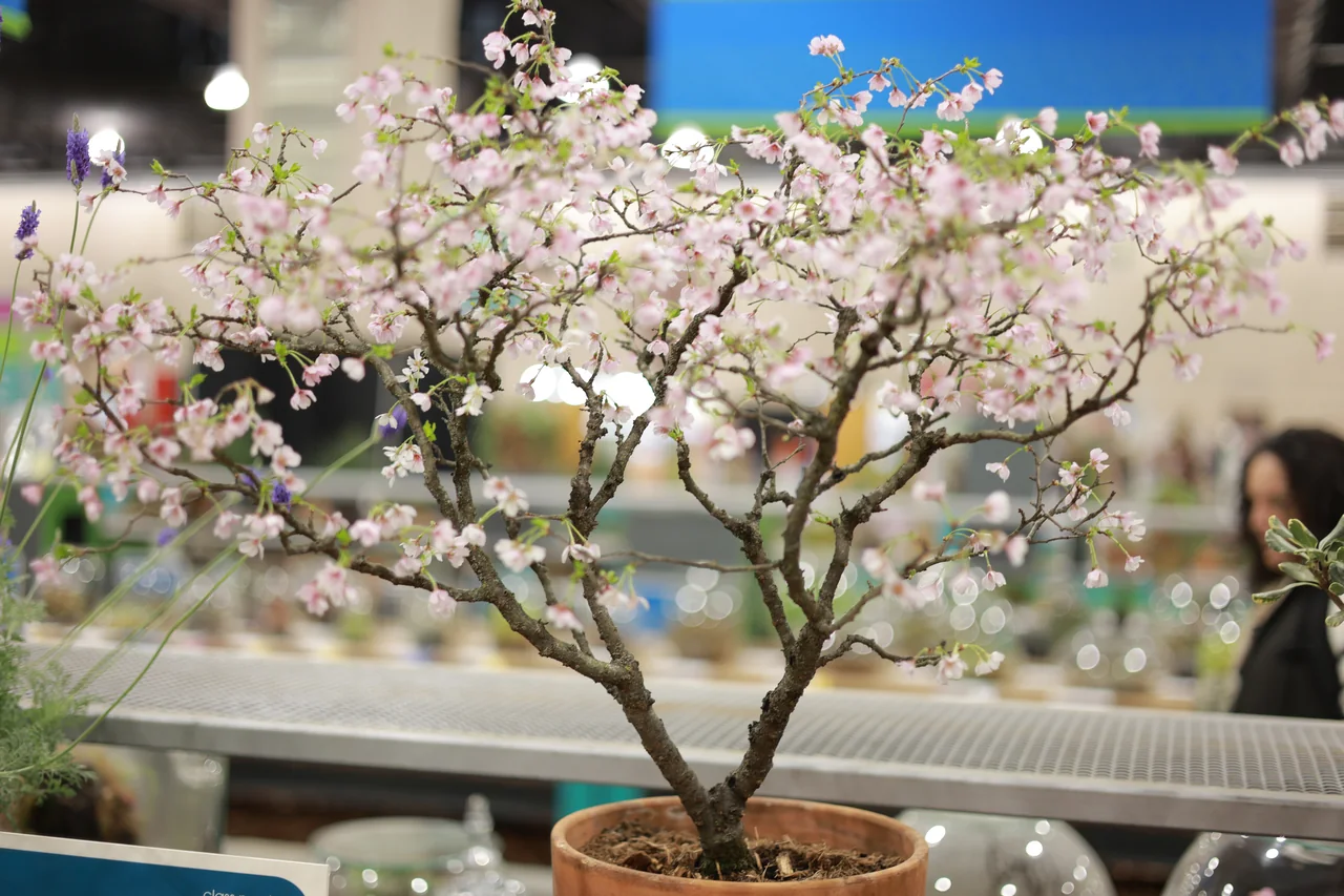 A potted flowering tree covered with small pale pink blossoms