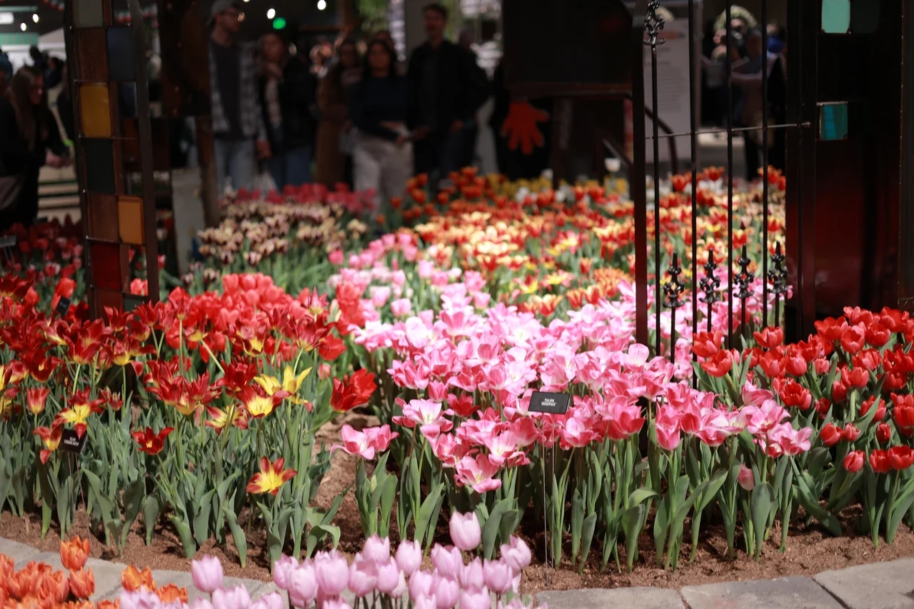 Red and pink tulips reflected between upright mirror panels at the flower show
