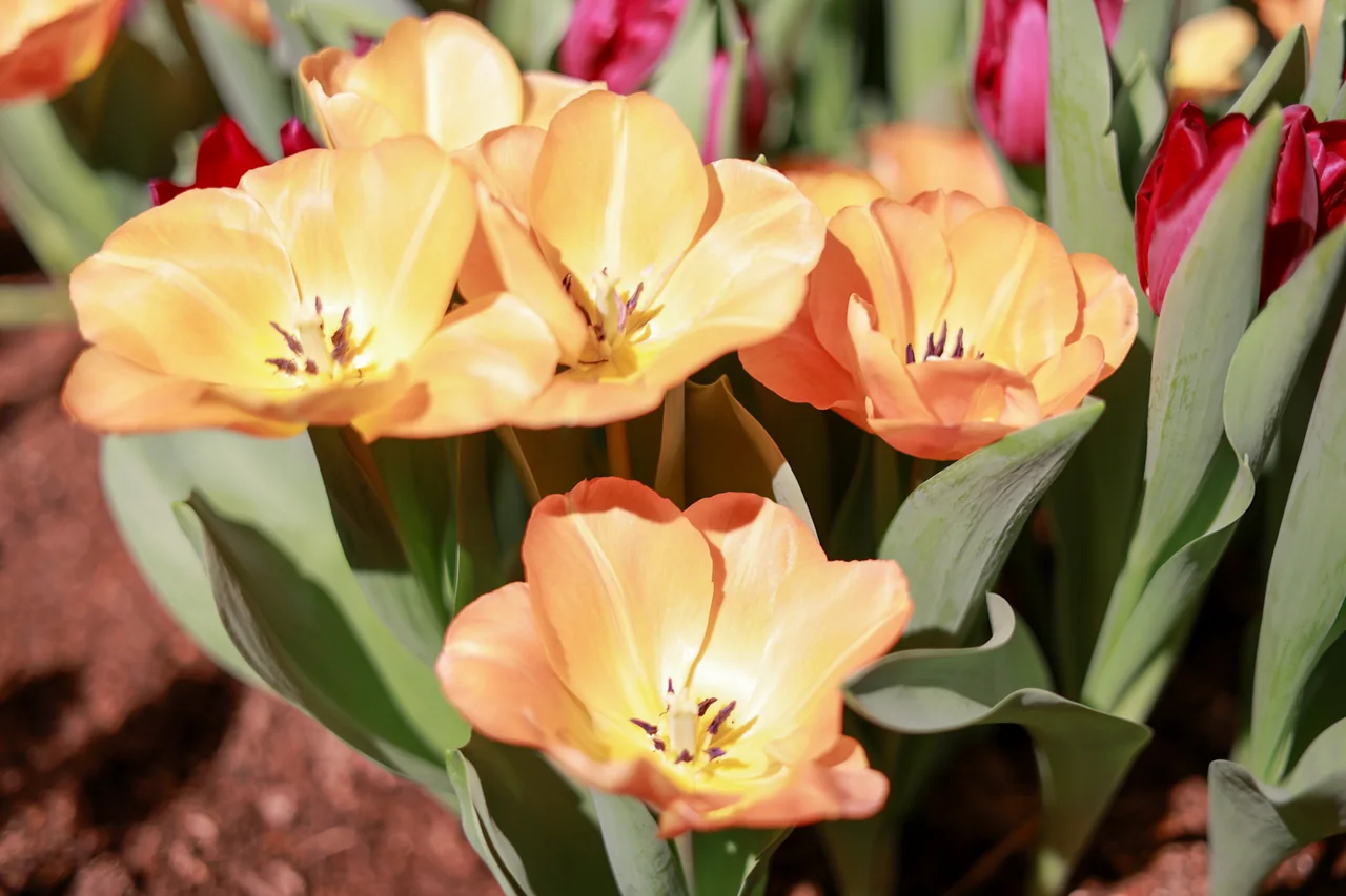 Close-up of peach and yellow tulips opening above green leaves