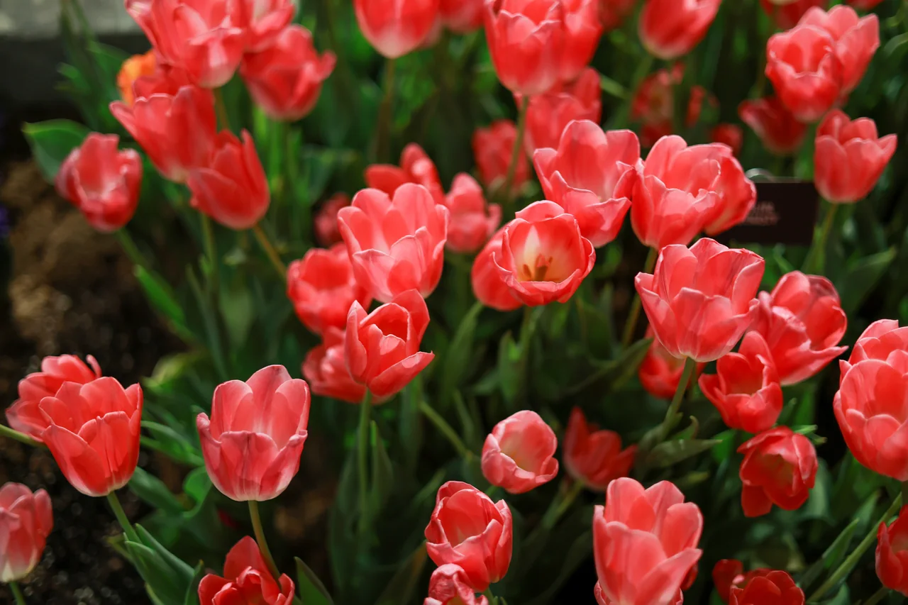 A group of red tulips with open petals against dark green leaves
