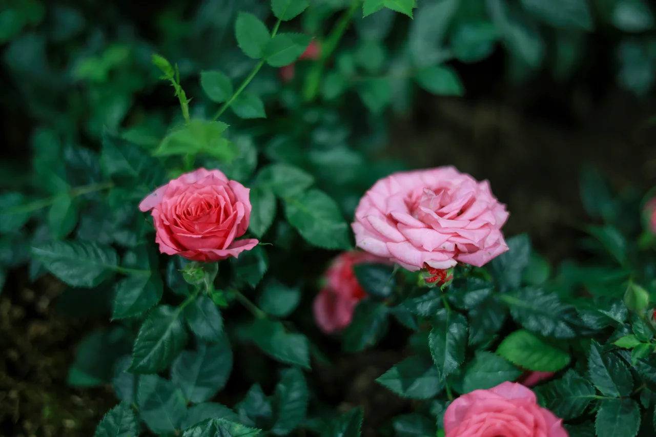 Two pink roses in different shades against deep green leaves